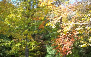 Fall in Corydon