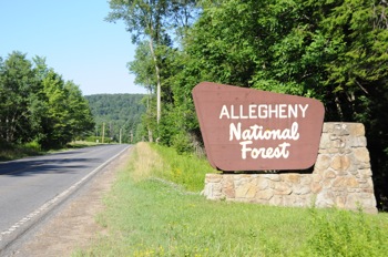 Allegany National Forrest